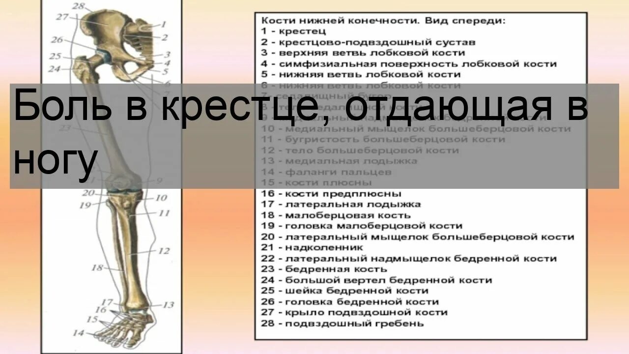 Почему боль отдает в ногу. Боль в крестце отдающая в ногу. Болит крестец и отдает в голень. Болит справа от крестца отдает в ногу.