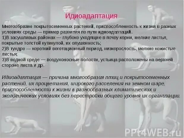 Какие идиоадаптация сформировались у цветковых растений. Примеры идиоадаптации у животных. идиоадаптации покрытосеменных. идиоадаптация примеры у животных и растений таблица. выявление идиоадаптаций у животных.