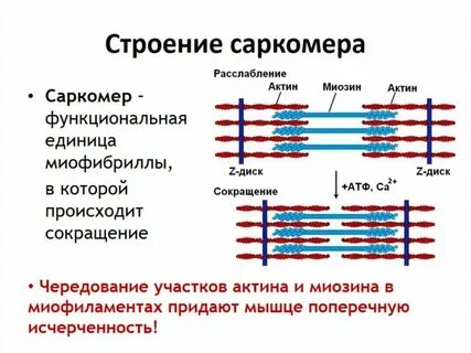 Основные сократительные белки миофибриллы