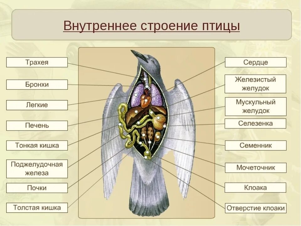 Какие органы внешние. Внутреннее строение птиц 7 класс биология. строение птицы 7 класс биология. строение птицы внутреннее органы голубь. внешнее и внутреннее строение птиц.