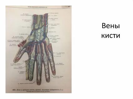 Ладонная сторона кисти