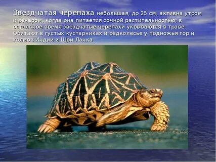 Черепаха интересные факты