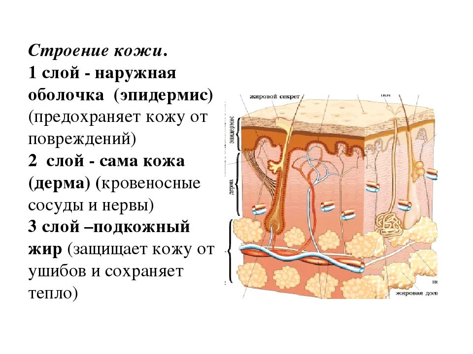 3 строение кожи. Строение кожи наружный слой. слои структуры строения кожи. 1 слой кожи эпидермис. строение кожи 3 слоя.