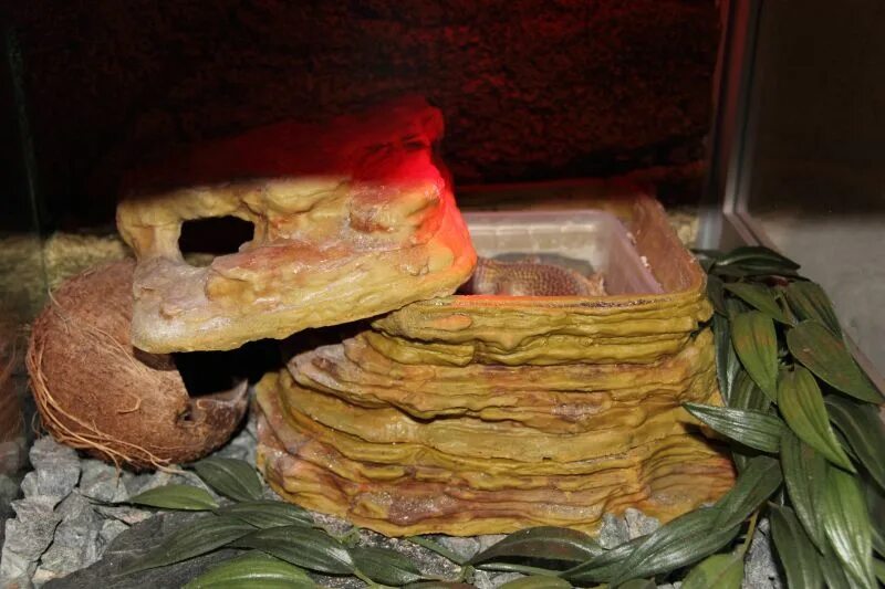 Как сделать влажную камеру для эублефара. Геккон эублефар домик. Что такое влажная камера для эублефаров. Рахит у эублефаров. Как сделать влажную камеру для эублефара.