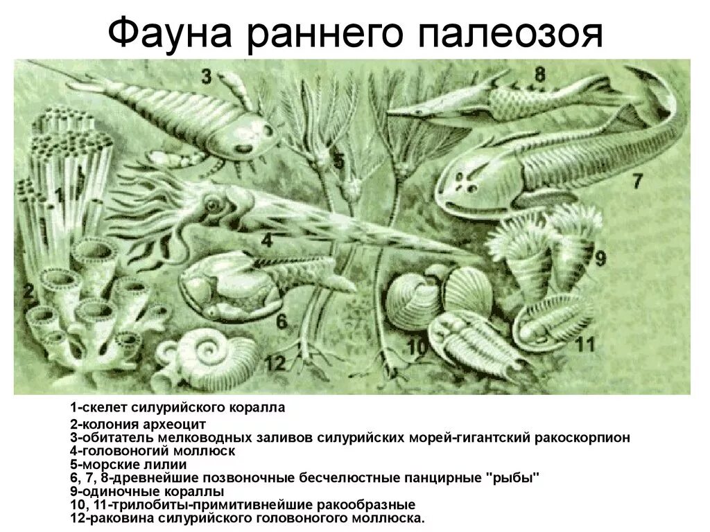 Палеозой — эра древней жизни. Палеозой — эра древней жизни. Палеозой эра периоды. Растения и животные палеозойской эры по периодам. Климат палеозой эры таблица.