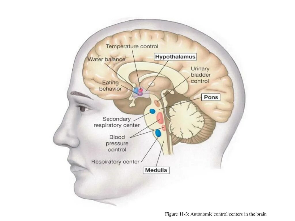 Шум в голове в мозге. Гипоталамус. Гипоталамус изображение. Гипоталамус расположение. Местонахождение гипоталамуса.