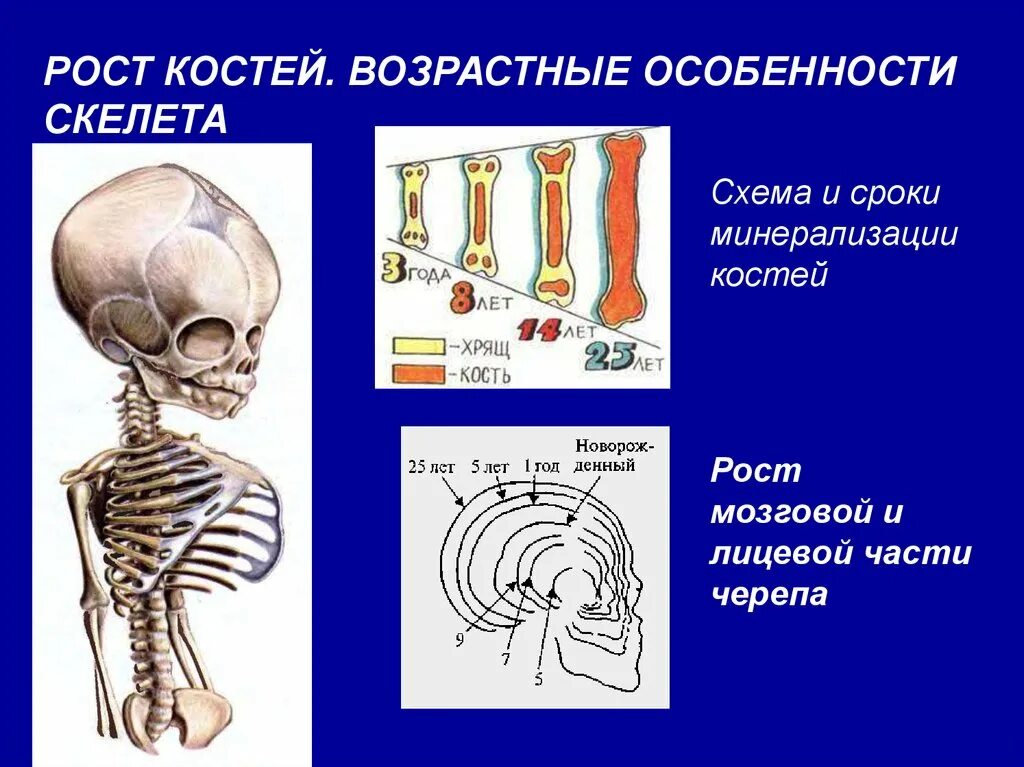 Возрастные изменения скелета туловища. Возрастные особенности скелета ребенка. Возрастные особенности развития скелета туловища. Особенности развития скелета у детей.