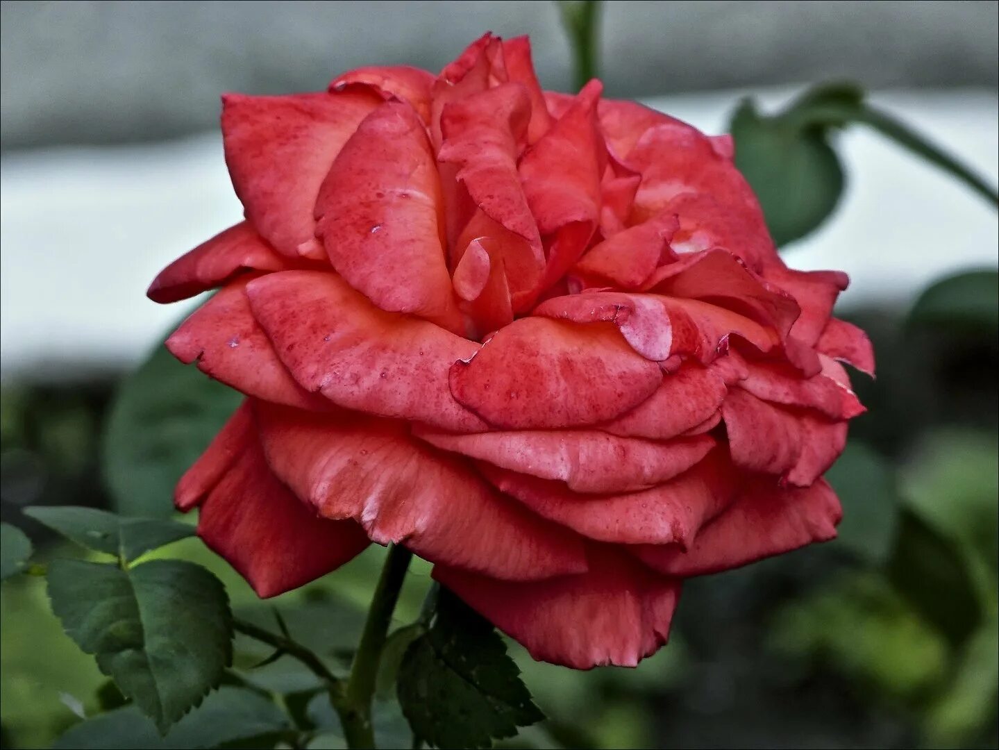 Pin on Flores lindas