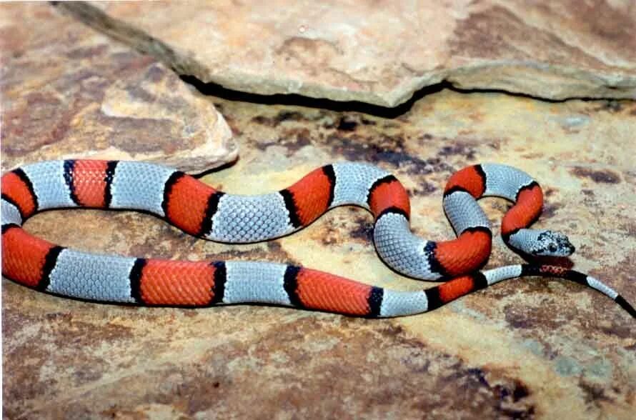 Змея грей. Королевская змея Калифорнийская Lampropeltis getulus californiae. Коралловый Аспид гуччи. Арлекиновый коралловый Аспид. Оранжевая ядовитая змея Аспид.