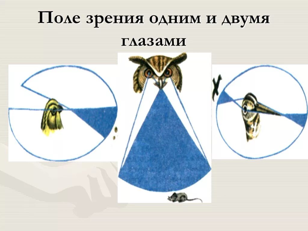 Развитые органы чувств у птиц. Зрение птиц. Поле зрения птиц. Бинокулярное зрение у птиц. Бинокулярное зрение у сов.