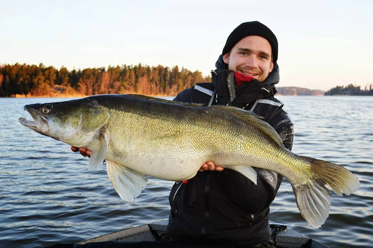 Судак рыба Ладога. Самый большой Судак. Самый большой Судак в мире. Рыбы Ладожского озера. Рыбы озер ленинградской области