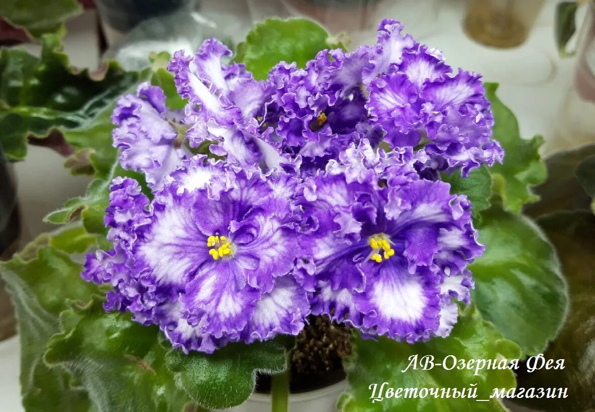 Фиалка рс озерная фея. Фиалка ав озерная фея. Феи фиалка ав. Фиалка ав озерная фея. Фиалка озерная фея.