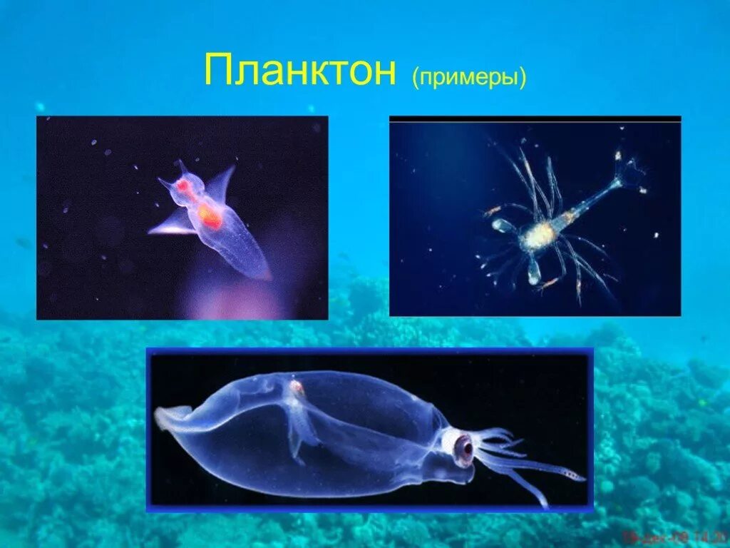 Презентации на тему организмы. Зоопланктон Нектон. Фитопланктон и зоопланктон Нектон. Планктон зоопланктон бентос. Фитопланктон и зоопланктон Нектон бентос.