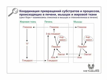 Циклы ткани