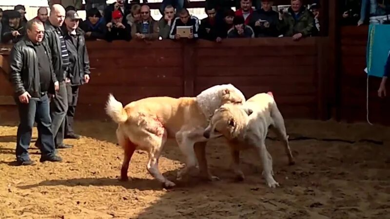 Собачий бой чемпион. Собачий бой чемпион. Собачий бой алабай самарканд. Алабай хан собачьи бои. Собачьи бои в таджикистане 20022.
