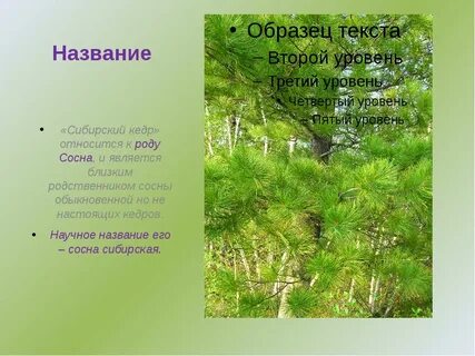 Кедр слова