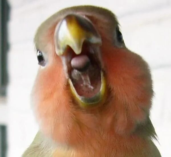 Попугай открывает рот. Клюв попугая корелла. Язык попугая. Попугай с открытым клювом. Язык попугая волнистого.