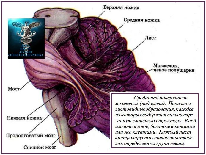 Мозжечок волокна. Ножки мозжечка анатомия. Внешнее строение мозжечка. Схема связей мозжечка. Средняя ножка мозжечка.