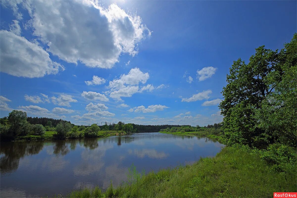берег реки клязьмы. сосны на клязьме. река клязьма. река клязьма пушкино. берег реки клязьмы.