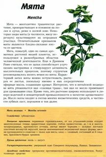 Мята описание растения