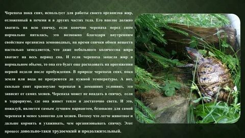 Сколько спят черепахи