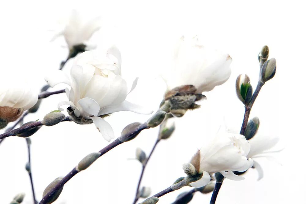 К чему снится белый цветущий цветок. Белые цветы во сне. Magnolia Blossom Wedgwood. Юни Магнолия икеа. Bloom White 28*85