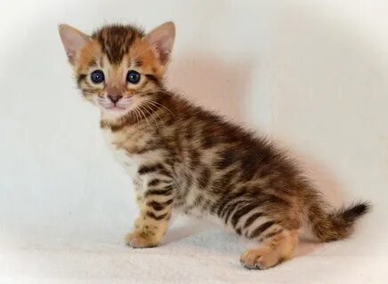 Бенгальская котенок 1 месяц