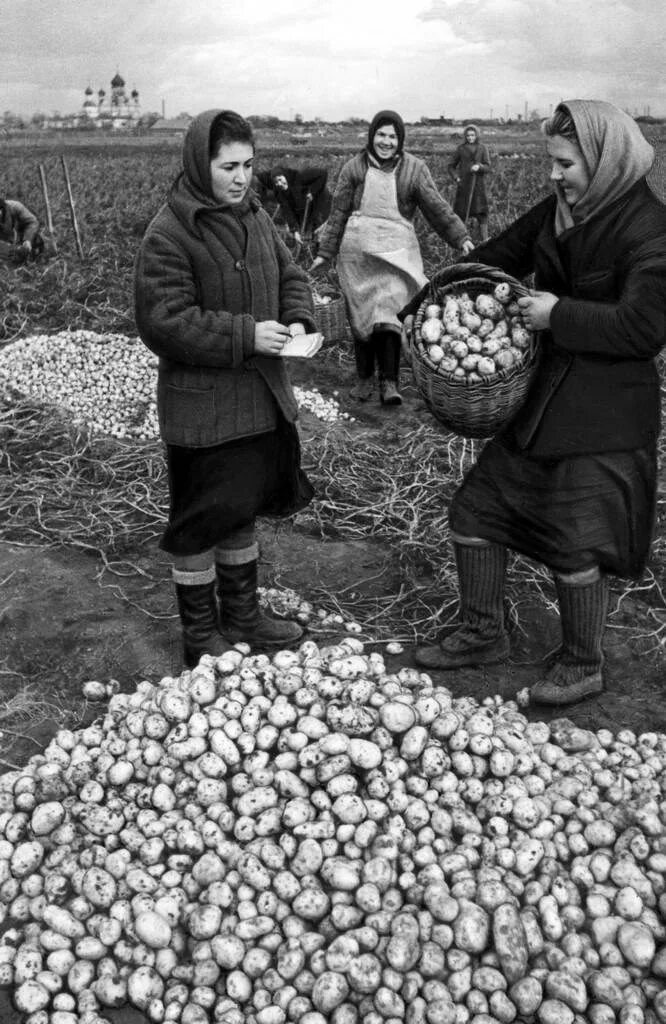 Время собирать картофель. Сельское хозяйство в годы войны 1941-1945. Колхозы в годы войны 1941-1945. Сбор урожая в колхозе. Уборка картофеля в годы войны.