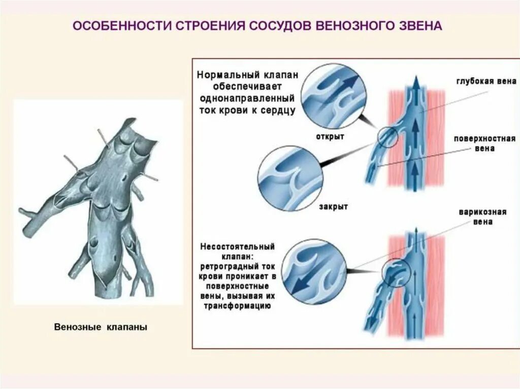 Строение венозного клапана. Особенности строения сосудов венозного звена. Строение клапана вены. Строение сосудов вен.