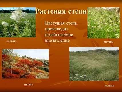 Растения степи 4 класс сообщение