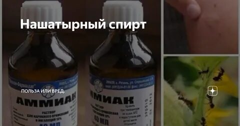 Нашатырь от тли