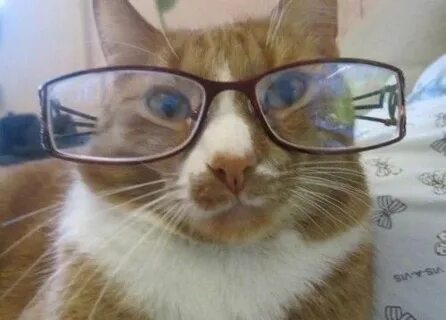 Теперь кота
