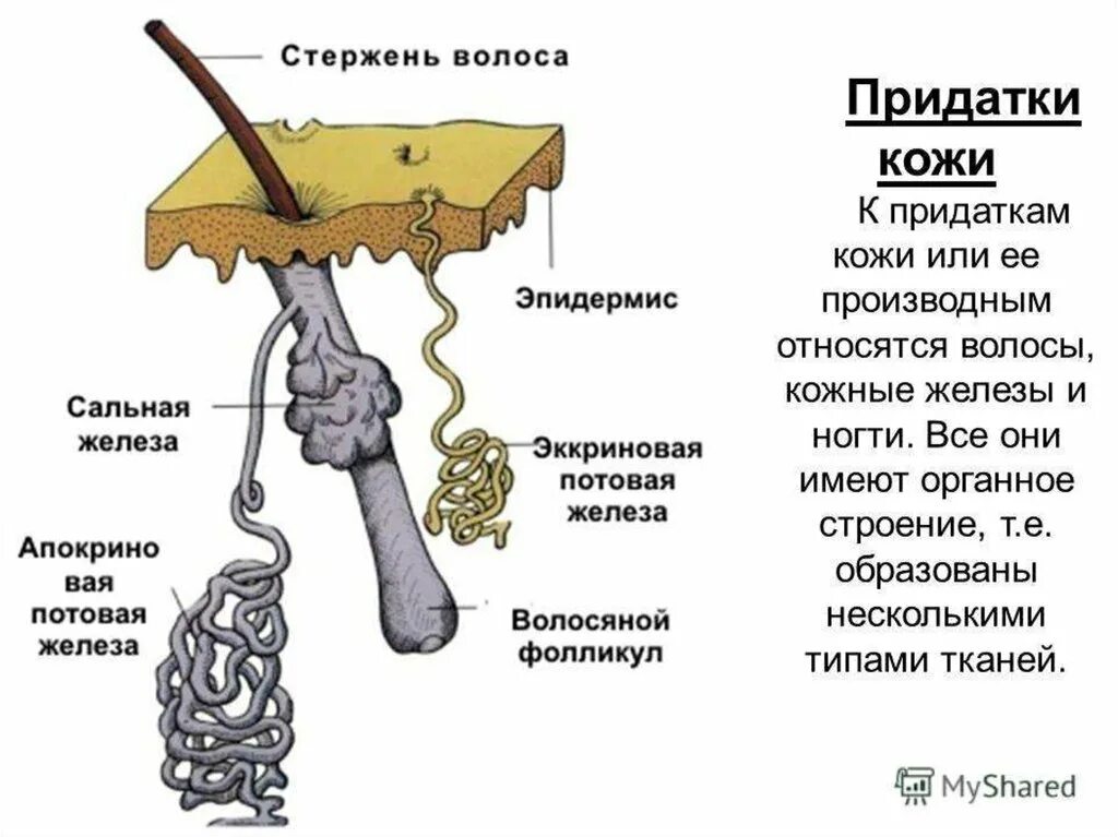 Функции придатков кожи. Эккриновые потовые железы строение. строение кожи потовая железа. потовые железы кожи схема. кожа потовые железы строение и функции.