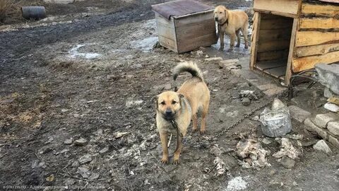Безнадзорные животные рязань