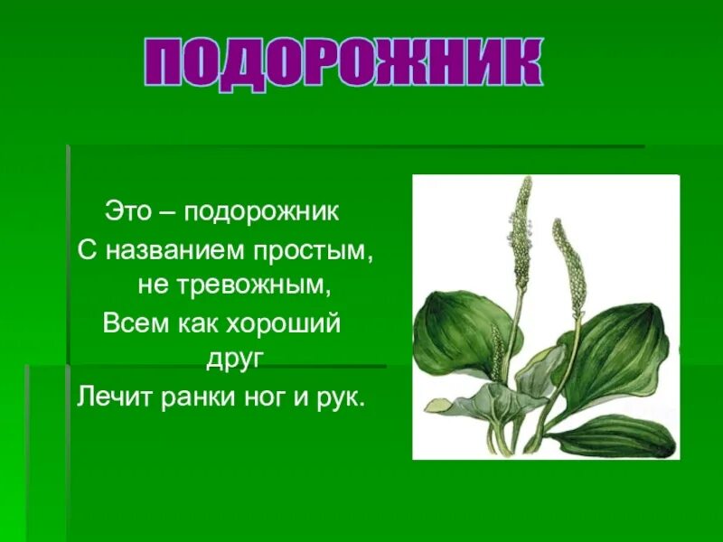 Растения смоленской области. Подорожник предложение. Подорожник предложение. Подорожник лекарственное растение. Лекарственные растения с описанием для детей.
