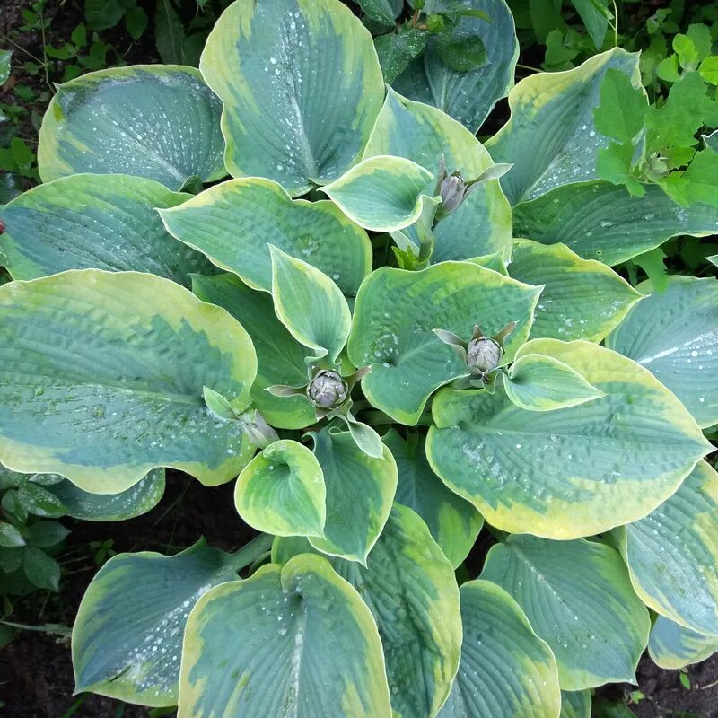 Хоста гибридная алватин тейлор. Хоста гибридная алватин. Хоста гибридная с2 «брессинген» h15. Хоста алватин. Хоста американ хало.