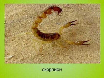 Скорпион биология