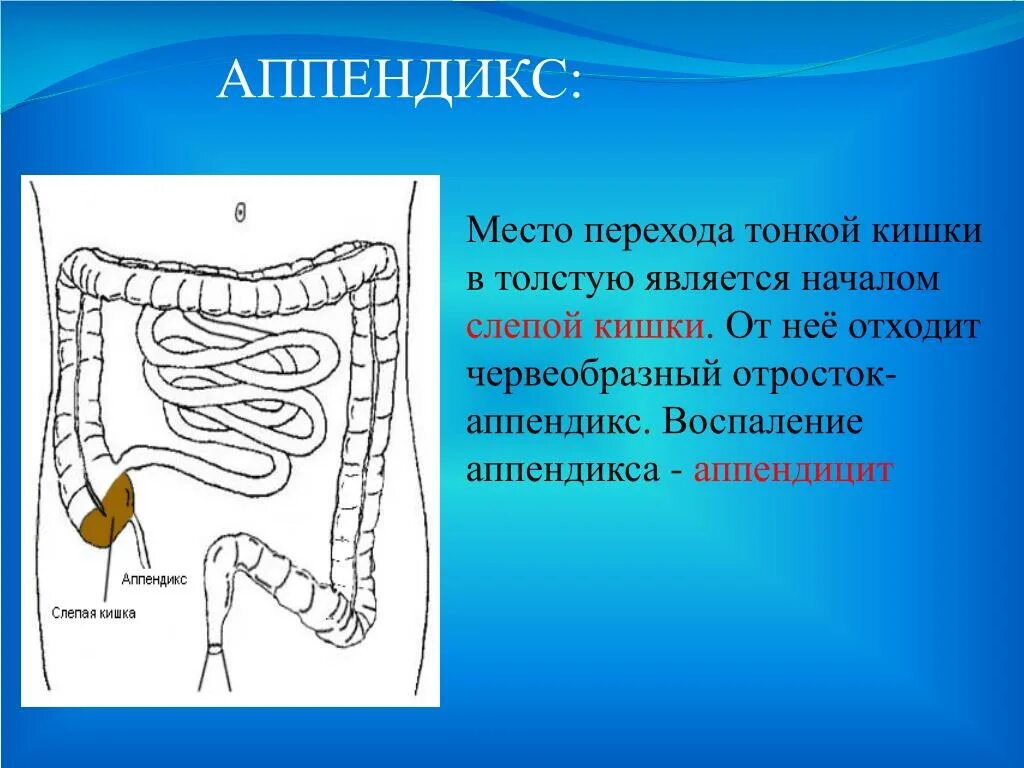 Функция аппендицита. Аппендикс это отросток слепой кишки. Толстая кишка аппендикс. Аппендикс это отросток тонкой кишки. Тонкий кишечник аппендикс.