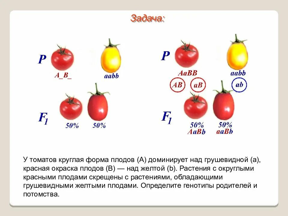 Круглая форма плодов томата