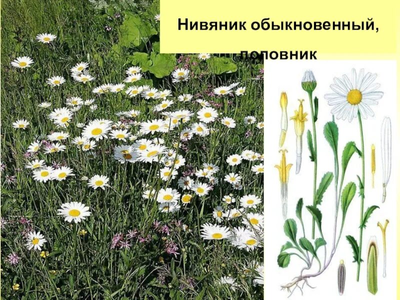 Нивяник поповник. Нивяник обыкновенный Leucanthemum vulgare. Нивяник обыкновенный и Ромашка. Нивяник Курильский.