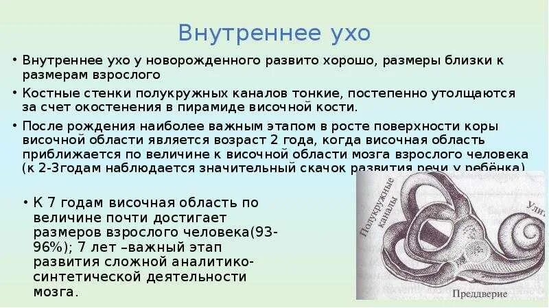 Функции наружного среднего и внутреннего уха. Внутреннее ухо возрастные особенности. Строение внутреннего уха. Внутреннее ухо таблица. Размер внутреннего уха.