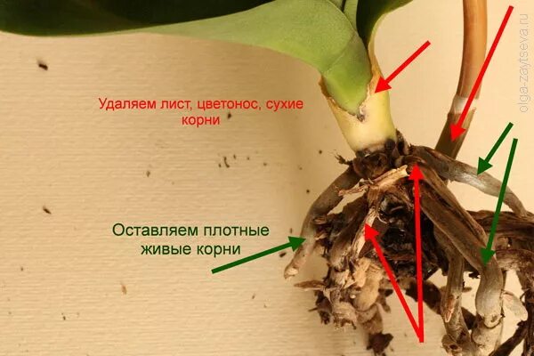 Корневая шейка орхидеи фаленопсис. Корневая шейка орхидеи. Обстригаем корни орхидеи.