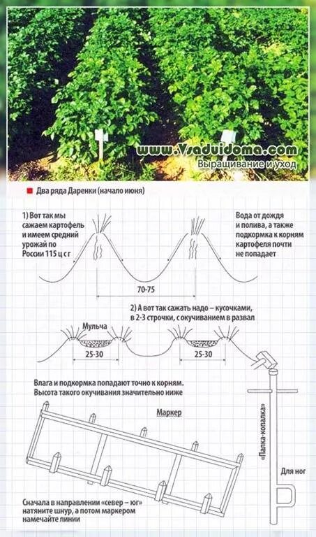 На каком расстоянии ряды картошки. Какое расстояние посадки картофеля между рядами. Посадка картофеля схема посадки картофеля. На каком расстоянии сажать картофель между рядами. На каком расстоянии сажать картошку между рядами.