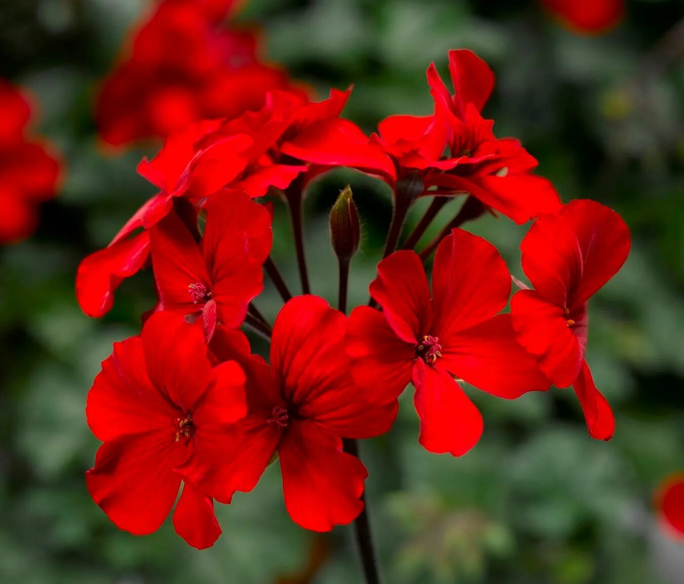 Герань ред. Герань Каллиопа дарк ред. Пеларгония Calliope Dark Red. Пеларгония Калиоппе дарк ред. Пеларгония гибридная 'Calliope Dark Red' -.