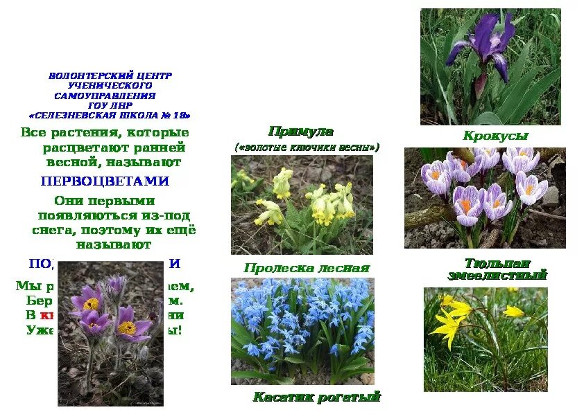 Первоцветы названия. Первоцветы для дошкольников. Первоцветы картинки с названиями. Первоцветы краснокнижники. Какие бывают первоцветы