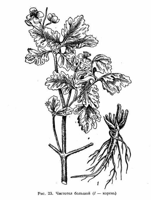 Корень чистотела. Чистотел ЛРС. Чистотел большой Фармакогнозия. Чистотел большой корень. Чистотел гнозия.