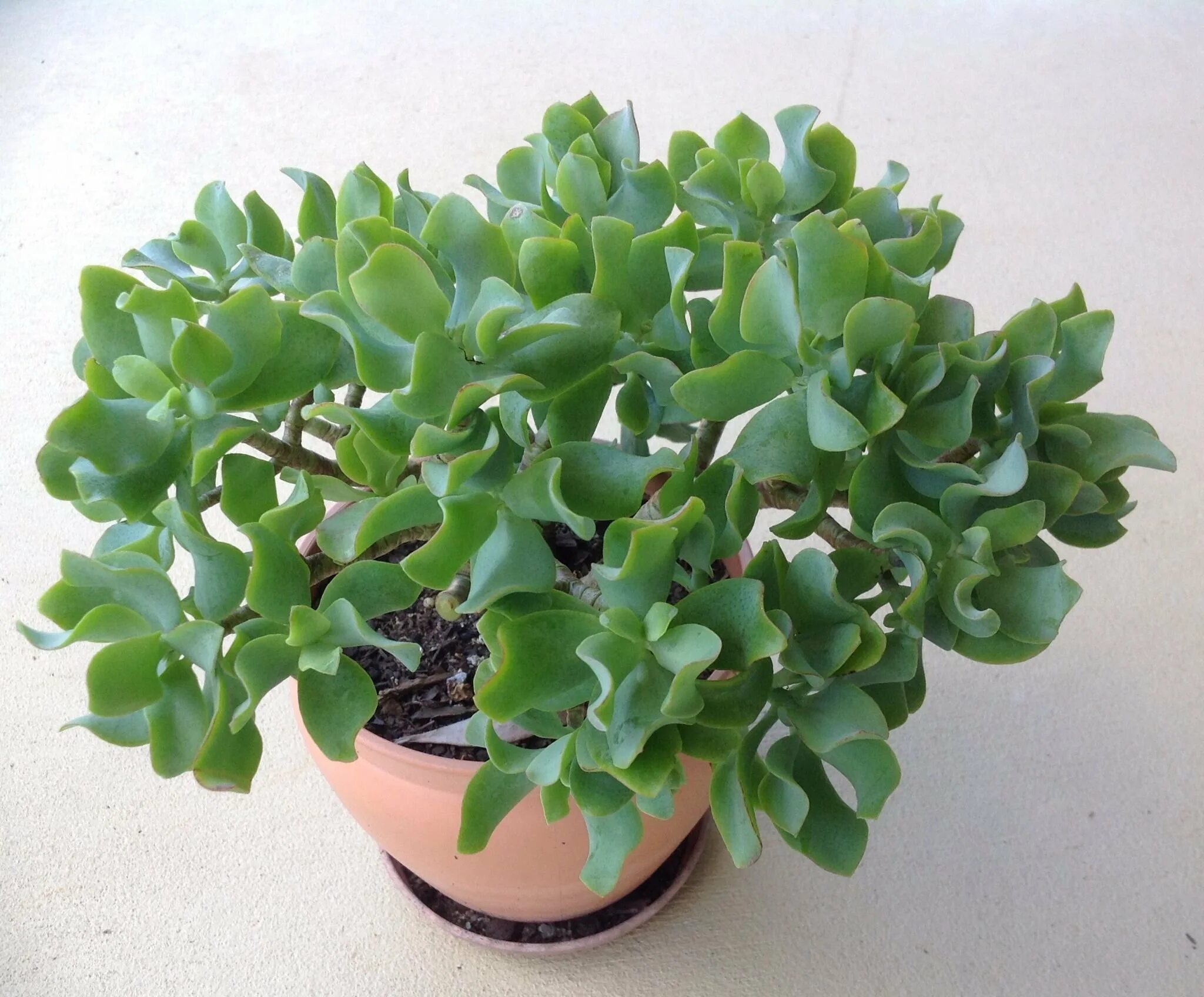 How to Care for a Jade Plant Jade plants, Succulents indoor containers, Succulen