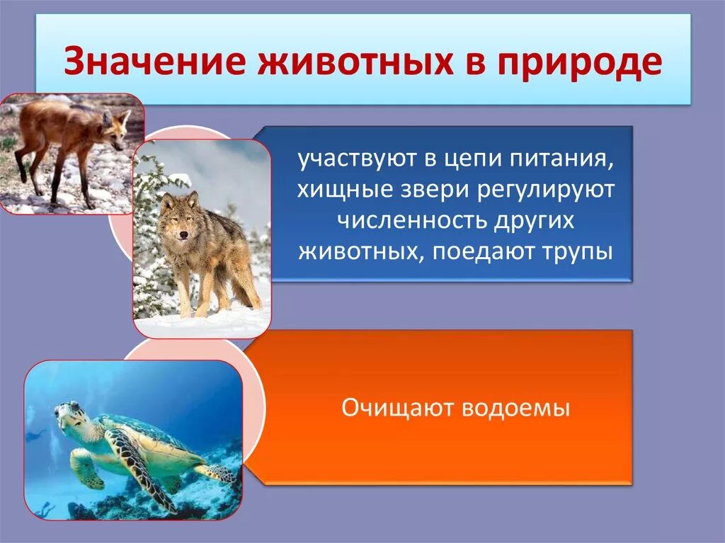 Особенности животных в природе
