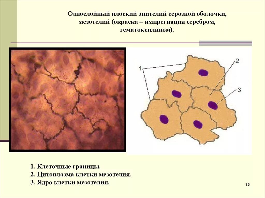 Однослойный мезотелий