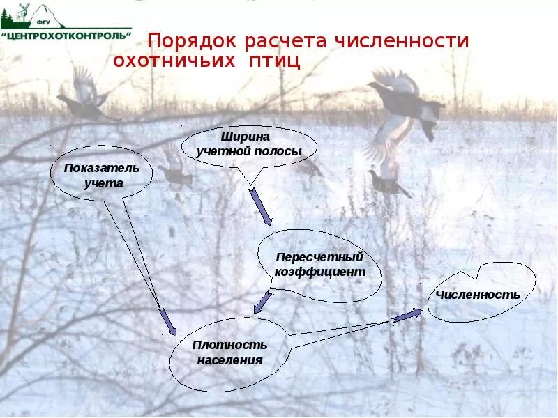 Виды учетов животных. Методика учета численности птиц. учет численности животных. учет численности охотничьих животных.